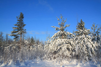 松树雪天体背景