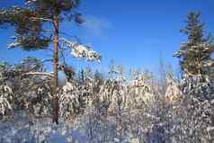 松树雪天体背景