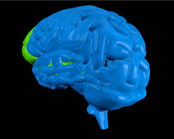 蓝色的大脑突出显示额叶
