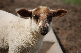 年轻的羊肉棕色（的）耳朵动物的鼻口