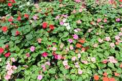 色彩斑斓的福尔维尔花园
