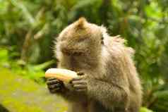 巴厘岛的猴子香蕉