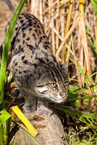 <strong>钓鱼猫</strong>跟踪长草