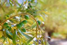 细节橄榄树绿色橄榄水果