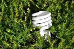 保存能源灯泡松树背景