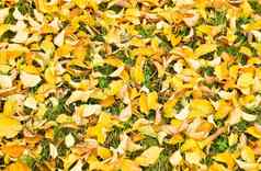背景黄色的下降榆树叶子秋天