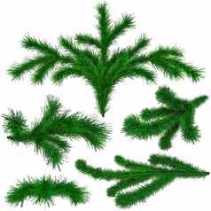 集圣诞节绿色枞树形分支机构