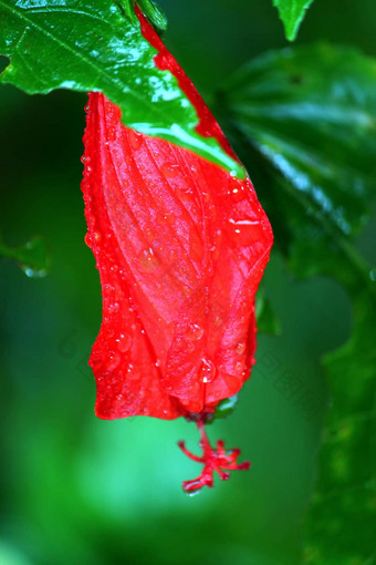 波多黎各rico热带雨林花