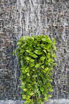 流水砖墙绿色叶