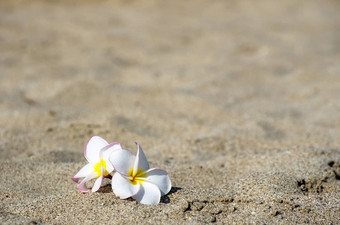 花plumeria