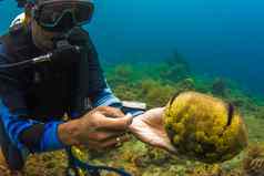 潜水潜水员持有海黄瓜