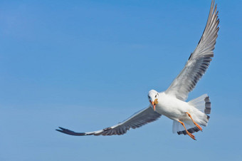 白色海鸥抓食物口飞行蓝色的天空
