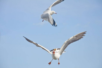 白色海鸥抓食物蓝色的天空