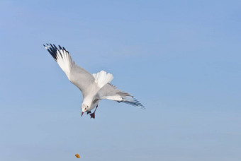白色海鸥抓食物蓝色的天空