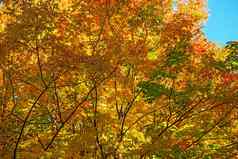 充满活力的颜色叶子树秋天