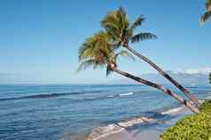 棕榈树海洋海滩