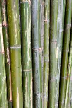 绿色竹子茎水平
