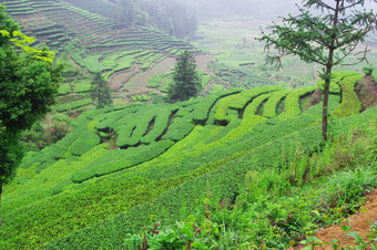 茶植物南中国