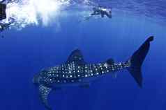 鲸鱼鲨鱼红海地区鲸鱼鲨鱼红海地区