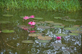 粉红色的莲<strong>花水</strong>莉莉池塘