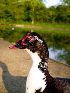 奇怪的黑色的鹅夏天英语池塘