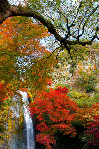 秋天枫木叶子需求量瀑布大阪日本