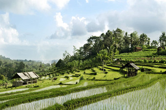 大米场景观巴厘岛印尼