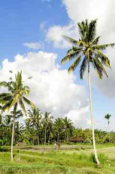 热带景观巴厘岛印尼