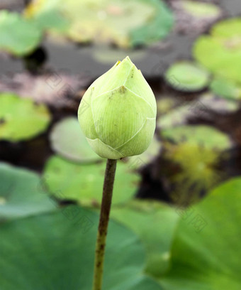 巴德莲花花