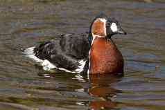 red-breasted鹅游泳