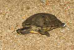 欧洲池塘水龟