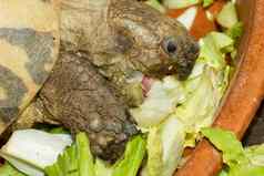 赫尔曼的乌龟乌龟吃沙拉