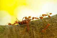蚂蚁树携带死亡错误