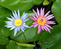 粉红色的蓝色的莲花盛开的莲花池塘