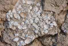 石灰石沉积岩石早第三纪的