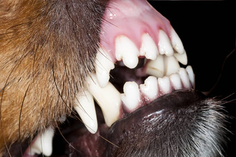 狗牙齿