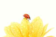 瓢虫黄色的花