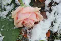 粉红色的玫瑰覆盖雪花