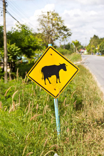 黄色的路标志小心牛