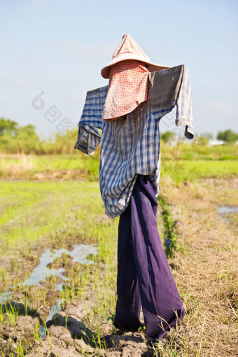 稻草人大米场