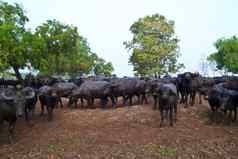 哺乳动物动物泰国水牛草场
