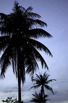 椰子树蓝色的小时