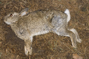死兔子欧洲兔子