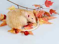 老鼠睡觉分支秋天叶子
