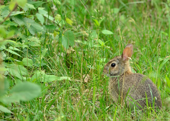 棉尾兔兔子