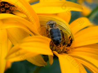 蜜蜂daisywheel花园