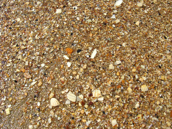 背景沙子蛤壳