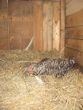 母鸡坐着巢