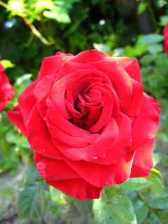 美丽的花红色的玫瑰