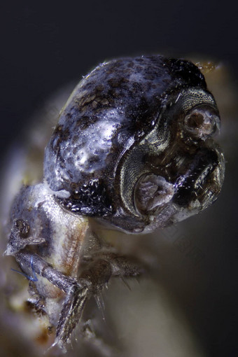 显微照片微观昆虫